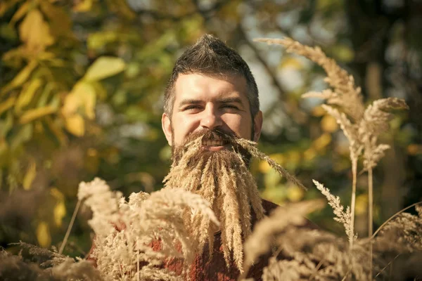 맑은 자연 spikelet 수염을 가진 남자가을. — 스톡 사진