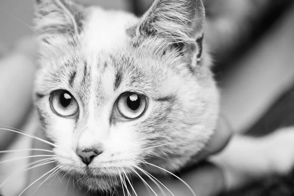 Şirin kedi başkanı — Stok fotoğraf