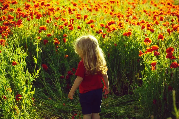 Bambino o bambino nel campo dei semi di papavero — Foto Stock