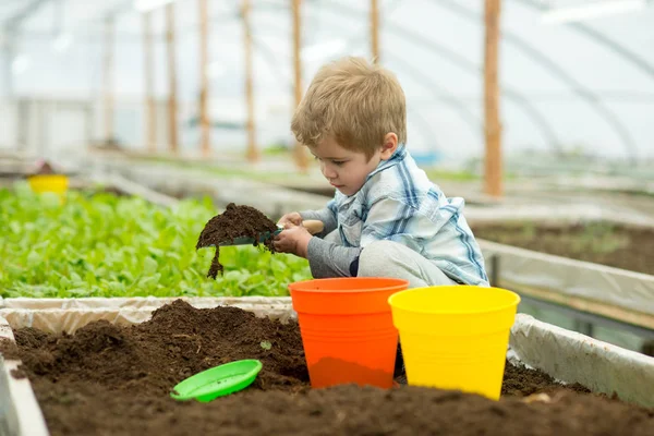 小さな子供 小さな子供は 温室効果で動作します 小さな子供の庭師は土で遊ぶ 小さな子供には 母親の助けが必要があります 園芸は私の情熱 — ストック写真