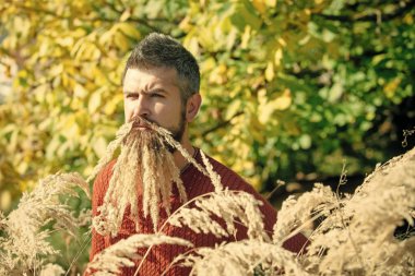 Berber ve Kuaför, spikelet sakal.