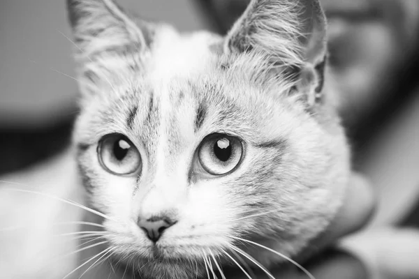 Iri gözlü kedi — Stok fotoğraf