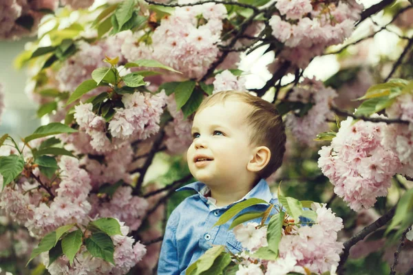 Menino bonito entre flores rosa florescentes — Fotografia de Stock