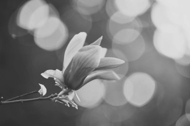 Asalet, azim, haysiyet kavramı