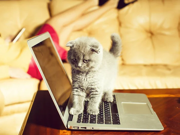 Small funny Kitten grey color on laptop. computer — Stock Photo, Image