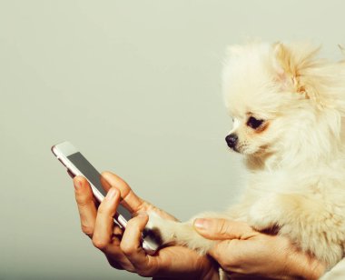 Pomeranian köpek kadın elinde Smartphone kullanarak