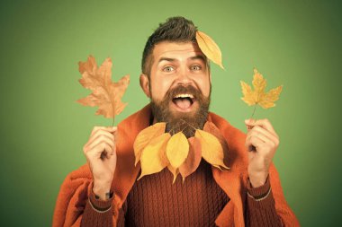 berber ve Kuaför, yaprakları sakal. Hipster veya yeşil zemin üzerine sonbaharda mutlu adam.