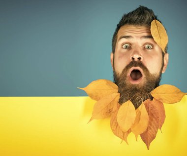 Doğal sarı düşüşlü adam sakal bırakır.