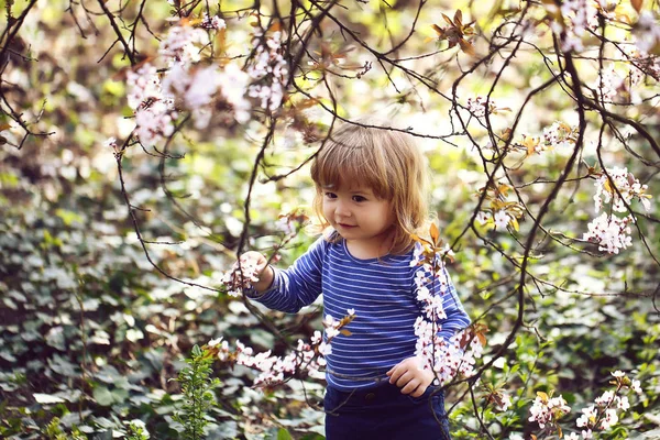 Μικρό αγοράκι στον κήπο άνθος. Άνοιξη. — Φωτογραφία Αρχείου