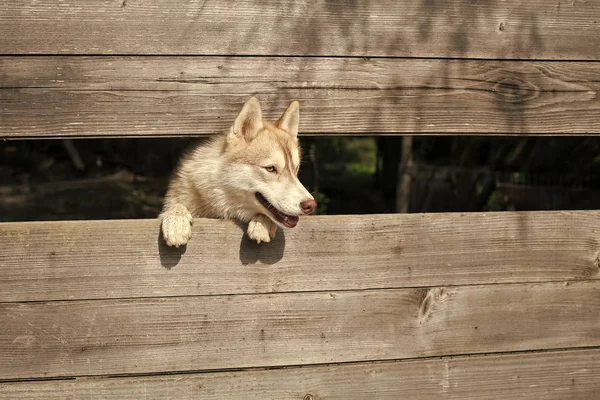 Zvíře a zvíře, sibiřský husky, pes roku. — Stock fotografie