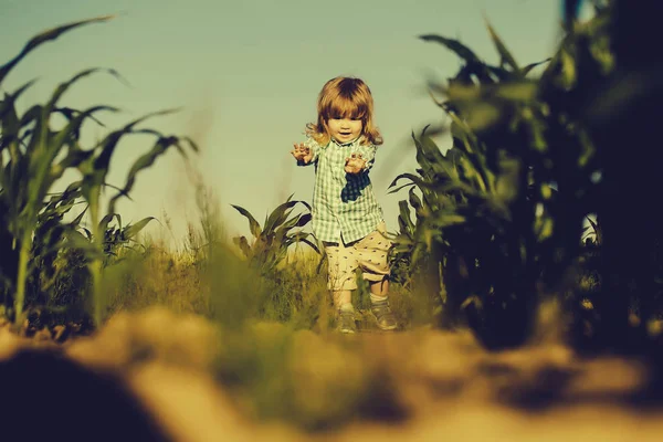 Mały chłopiec w zielonym polu kukurydzy lub kukurydzy — Zdjęcie stockowe
