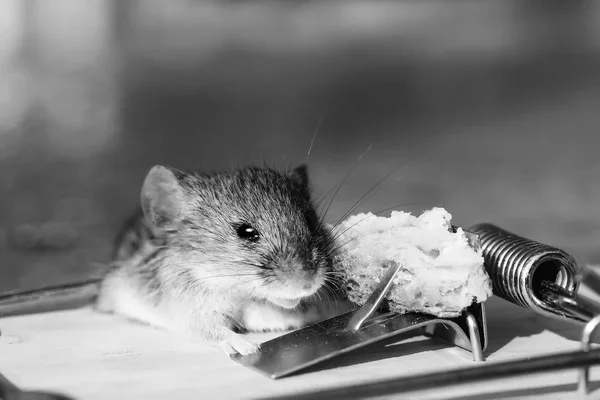 Linda casa gris ratón o rata en ratonera con cebo — Foto de Stock