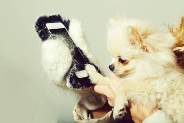 Pomeranian köpek kadın elinde Smartphone kullanarak
