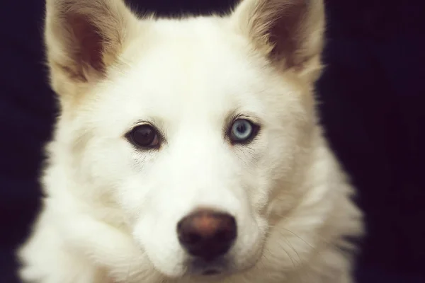 Собака з коричневими і блакитними очима — стокове фото