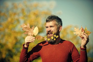 Berber ve Kuaför, karahindiba sakal.