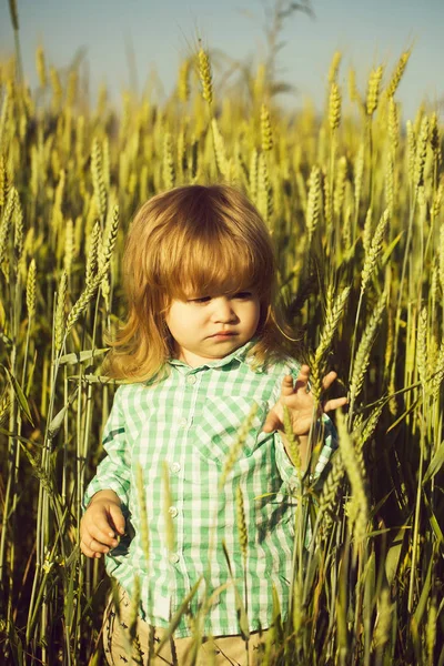 Pequeno menino no campo verde de espiguetas grama — Fotografia de Stock