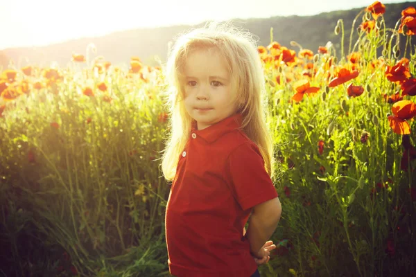 Small boy or child in field of poppy seed — Stock Photo, Image