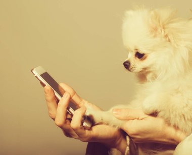 Pomeranian köpek kadın elinde Smartphone kullanarak