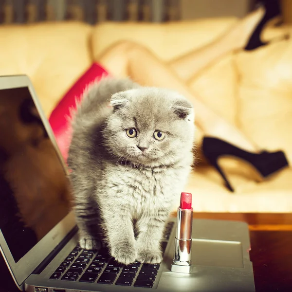 Kitten op laptop met lippenstift — Stockfoto