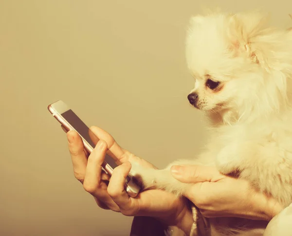 Cane carino pomerania utilizzando smartphone in mani femminili — Foto Stock