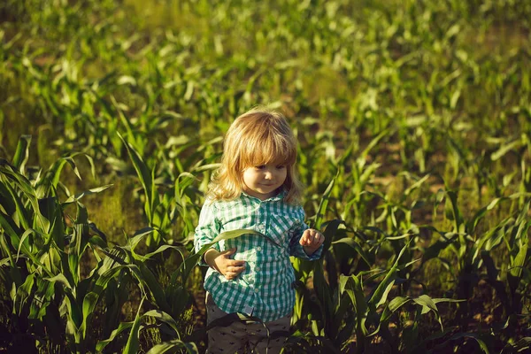 Menino pequeno no campo verde de milho ou milho — Fotografia de Stock