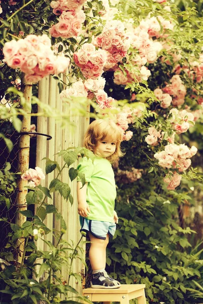 Malý chlapec na dřevěné židli poblíž růže bush — Stock fotografie