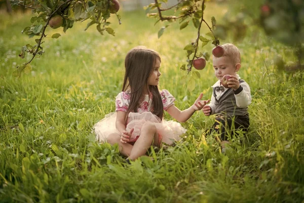 Les enfants cueillent des pommes à la ferme en automne — Photo