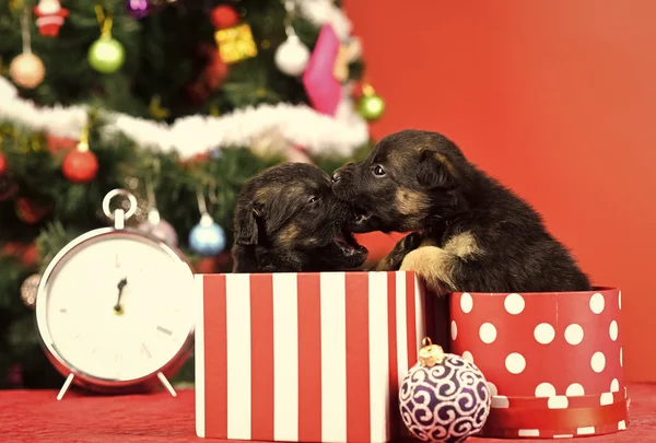 New year, cute puppy gift at clock. — Stock Photo, Image