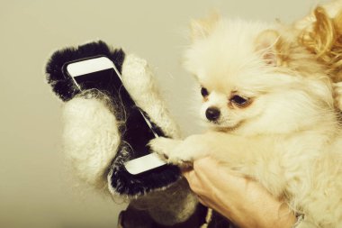 Pomeranian köpek kadın elinde Smartphone kullanarak