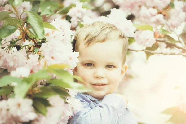 Menino bonito entre flores rosa florescentes — Fotografia de Stock