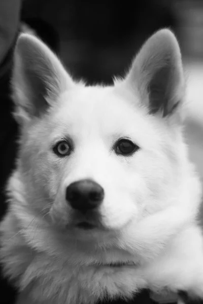 Kopf eines großen weißen Hundes mit braunen und blauen Augen — Stockfoto