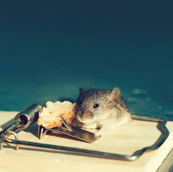 Niedliche Hausgraumaus oder Ratte an Mausefalle mit Köder — Stockfoto