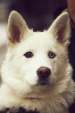 Kahverengi ve mavi gözleri olan büyük beyaz köpek başkanı