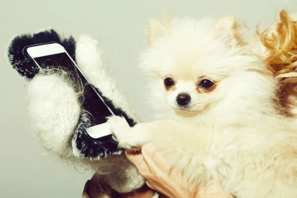 Pomeranian köpek kadın elinde Smartphone kullanarak