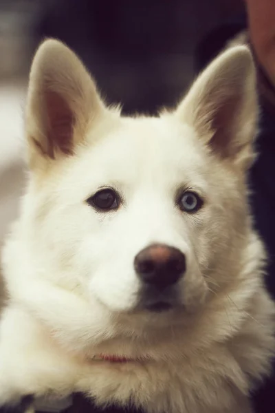 Cabeça de cão branco grande com olhos castanhos e azuis — Fotografia de Stock