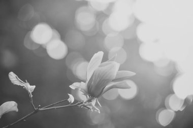 Bahar, doğa, güzellik