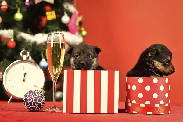 Nouvelle année de chien, chiot dans la boîte de Noël actuelle — Photo