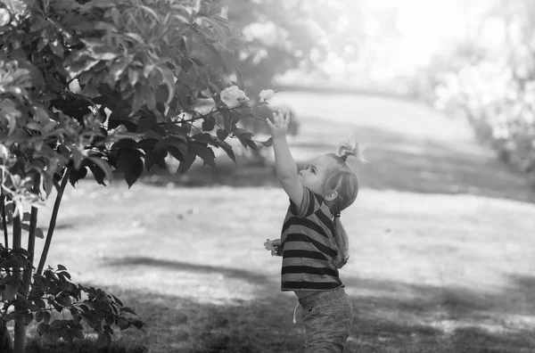 Χαριτωμένο μωρό αγόρι επιλέγοντας κίτρινο λουλούδια που ανθίζουν από θάμνους — Φωτογραφία Αρχείου