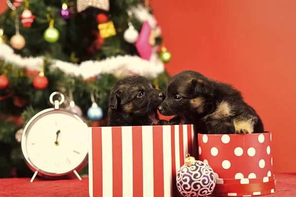 Journée de boxe et fête de Noël d'hiver . — Photo