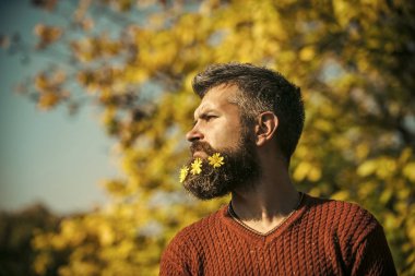 Güneşli doğal çiçek sakallı adam düşmek.