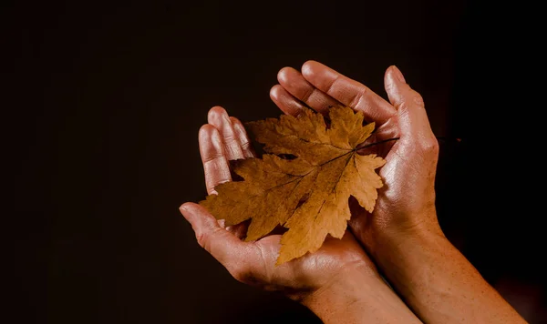 Olá Outono Folha Caem Sonhos Olá Setembro Outono Deixa Fundo — Fotografia de Stock