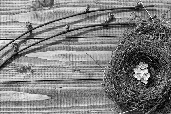 Fiori di ciliegio in nido su legno — Foto Stock