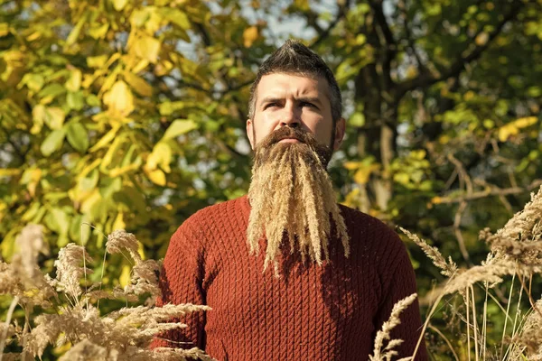 Barba Spikelet no barbeiro e cabeleireiro . — Fotografia de Stock