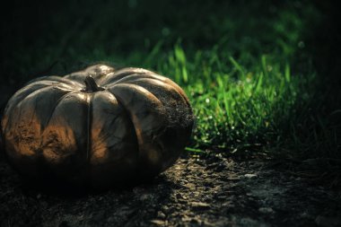 Cadılar Bayramı altın kabak spiderweb.