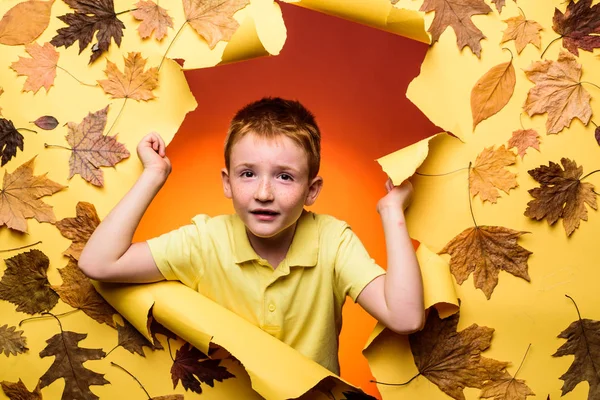 Menino bonito segurando folha de ouro no fundo pinc. Criança gosta da infância. Ruiva menino está se preparando para a venda de outono. — Fotografia de Stock