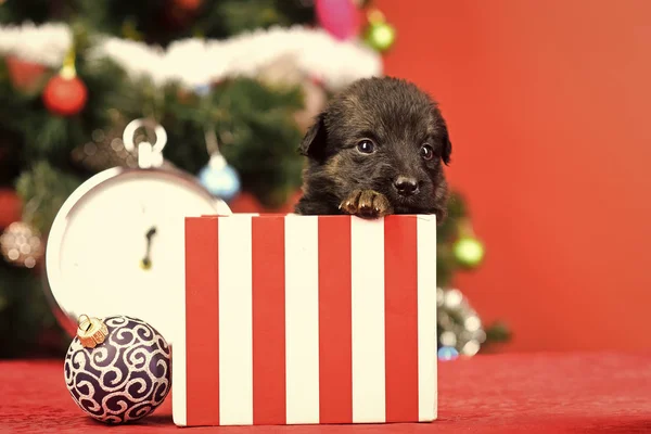 Santa kiskutyát a karácsonyfa, a jelen box. — Stock Fotó