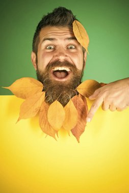 Berber ve Kuaför, yaprakları sakal.