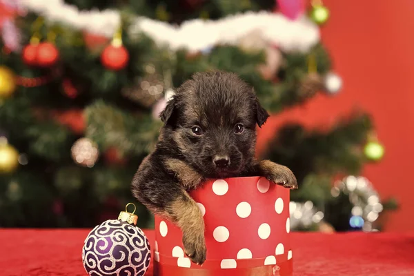 Santa kiskutyát a karácsonyfa, a jelen box. — Stock Fotó