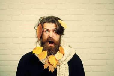 sonbahar sürpriz yüz sakal sarı yapraklarda yaşamalı