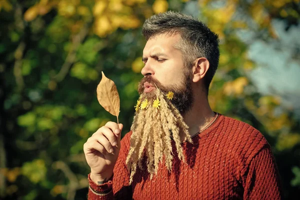 Homem com folhas de outono e barba de espigueta e dente-de-leão s — Fotografia de Stock